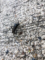 bug