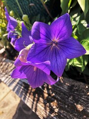 purple flower in the garden