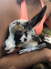 young girl with a goat