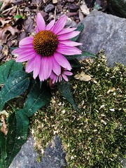 flowers on the rocks