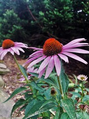 pink and white flowers