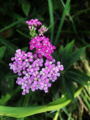 purple flowers in the garden