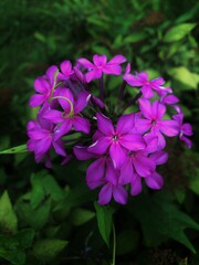 purple flowers in the garden