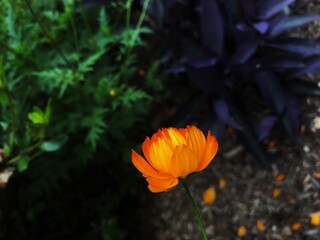 orange flower