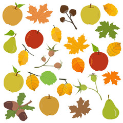 Set of ripe autumn fruits and yellow leaves. . Separate elements on a white background. Vector
