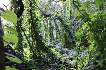 green leaves and trees in the forsest