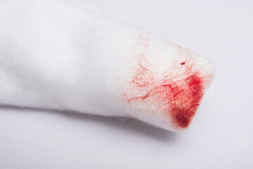 A cotton wool swab with blood stains after use, from cleansing the bleeding wound on a white background.