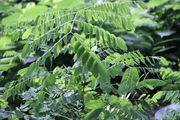 green fern leaves
