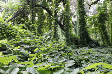 green forest in the morning