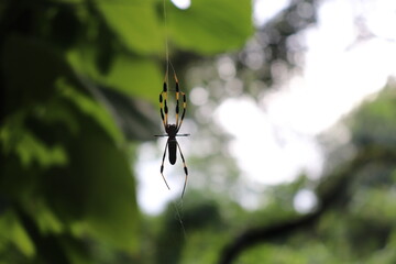 spider on a web