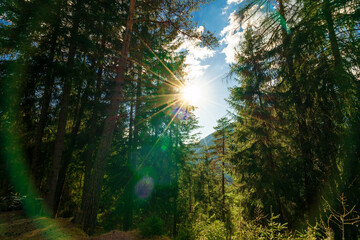 Fototapeta na wymiar Sonnenstern im Wald 