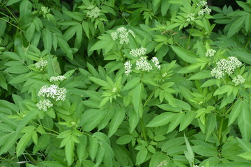 Sambucus Ebulus (Elderberry) fruits.Black danewort (Sambucus ebulus) berries close-up