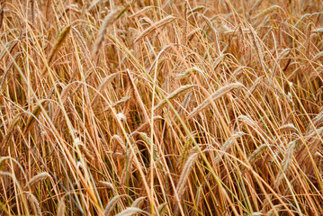 Rye ears close up. Rye field in a summer day. Harvest concept