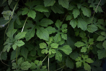          photo The shadow of the leaves in my garden       