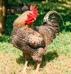 Rooster on field