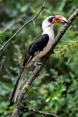 Male Von der Decken's Hornbill (Tockus deckeni) © Hanjo Hellmann