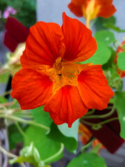 nasturtium also Indian cress (in german Bunte Kapuzinerkresse) Tropaeolum majus