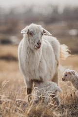Obraz premium Sheep with newborn babies on a meadow