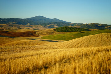 Fototapeta na wymiar Rolling hills landscape on a summer morning in Val d'Orcia, Tuscany, Italy