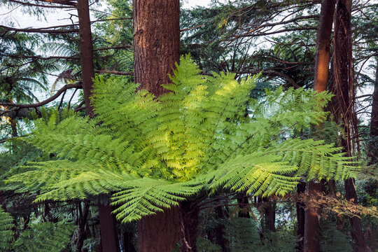 Tree ferns in redwood forest