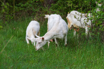 Fototapeta premium White goats in a meadow bite trees and graze on grass.