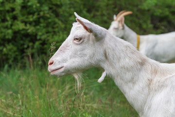 White goats in a meadow bite trees and graze on grass.