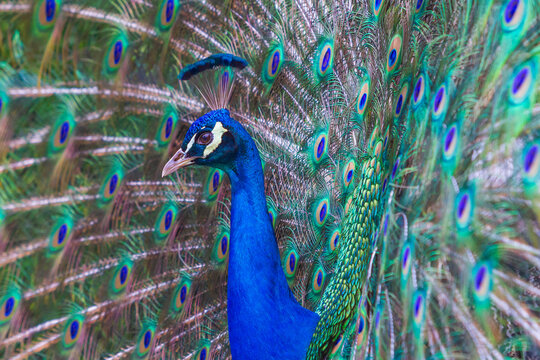 The peacock's head behind which is its outstretched tail on which are the eyes.
