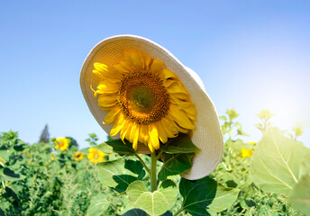 Blooming yellow sunflower in the field in a female hat