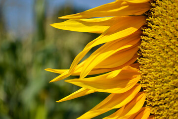 Part of a blooming sunflower close-up with copy space