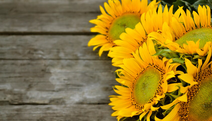 Bright yellow sunflower flowers on wooden background