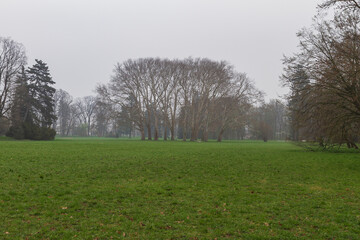 Plakat Green meadow lined with trees. In the background is a group of tall trees.