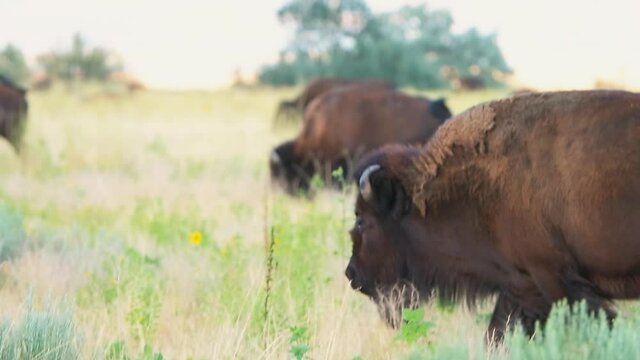 One single bison panning in slow motion slowmo walking grazing on grass on Antelope Island State Park near Great Salt Lake City in Utah, USA in grassland
