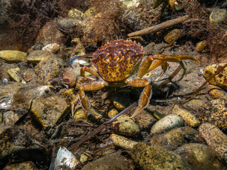 A closeup picture of a crab underwater. Picture from Oresund, Malmo in southern Sweden.