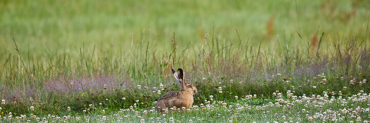 hase auf der wiese