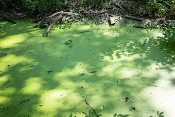 Algae bloom in creek water