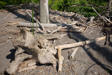 drift wood by lake erie beach, beach driftwood, lake erie driftwood