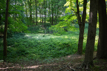 Green opening in forest, Mentor nature preserve, nature, midwest forest, green space