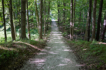 Forest and Beach Trails, Trail, Forest summer trail, summer path, beach path