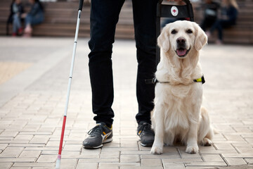 cropped photo of human legs and guide dog, animal help blind person in city