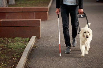 kind golden retriever helps a person to navigate in street, blind man need help while walking