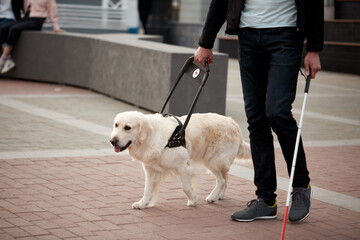 guide dog helps the owner to move freely in big city, handicap, friendship.kind smart intelligent...