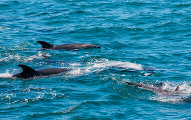 Pod of Dolphins in Bay of Islands, New Zealand