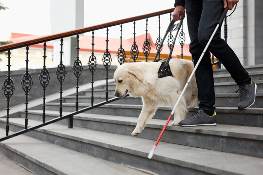 guide dog helps the owner to move freely in big city, handicap, friendship.kind smart intelligent animals, pets, helpful dog