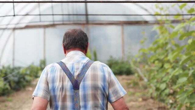 Experienced farm worker walking inside greenhouse to check the harvest cultivation. Green hothouses. Eco farming factory. Agronomy. Vegetables.