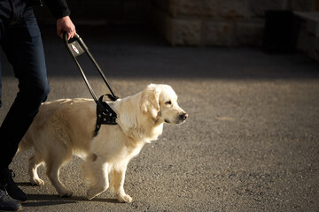 blind man with cane and guide dog walking on pavement in town, adorable golden retriever help his...
