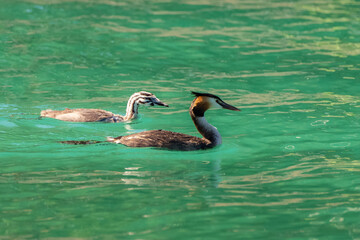 great crested grebe, Podiceps cristatus, grebe and chick on the lake
