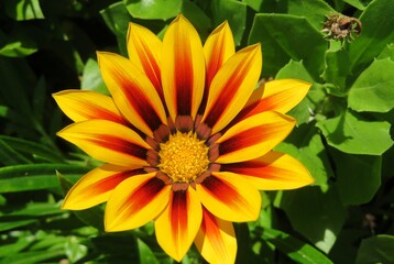 Beautiful yellow gazania flower in Florida zoological garden, closeup