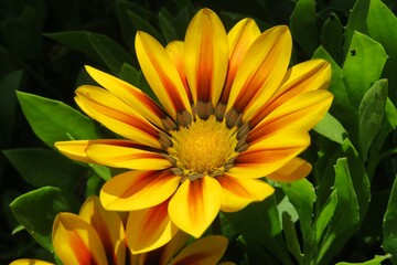 Beautiful colored gazania flower in Florida zoological garden, closeup