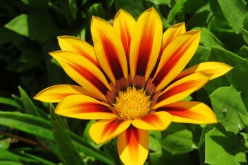 Beautiful colored gazania flower in Florida zoological garden, closeup