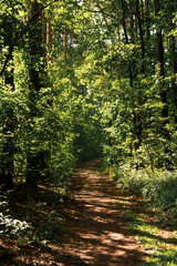 Fototapeta premium path in the forest